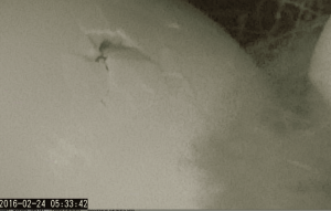 Screen Shot 2016-02-24 at 5.33.53 AM