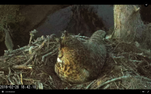 Screen Shot 2016-02-28 at 6.42.48 PM