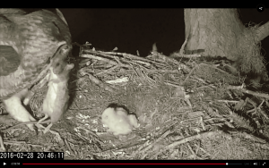 Screen Shot 2016-02-28 at 9.02.51 PM