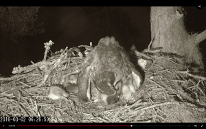 Mom carefully feeds an owlet