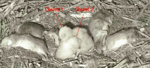 Screen Shot 2016-03-01 at 6.45.44 AM