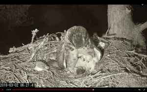 Two Owlets Being Fed