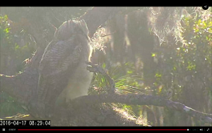 Owlet 1 has fledged
