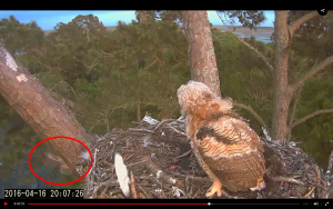 Owlet 2 watches Owlet 1 fledging
