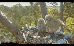 Owlets Sunning 2016-04-04 at 1.33.43 PM