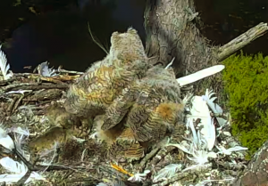 Screen Shot 2016-04-04 at 3.22.13 PM