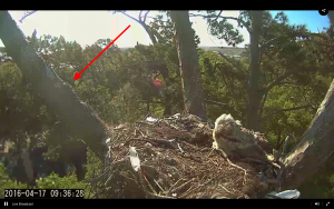 Screen Shot 2016-04-17 at 9.37.07 AM