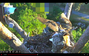 Screen Shot 2016-04-18 at 9.47.24 AM