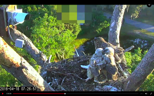 Screen Shot 2016-04-18 at 9.47.38 AM