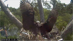 Screen Shot 2016-04-25 at 6.30.43 PM