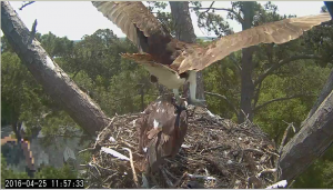 Screen Shot 2016-04-25 at 6.31.05 PM