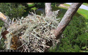 Screen Shot 2016-06-20 at 3.12.07 PM