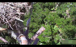 Screen Shot 2016-06-20 at 3.16.01 PM